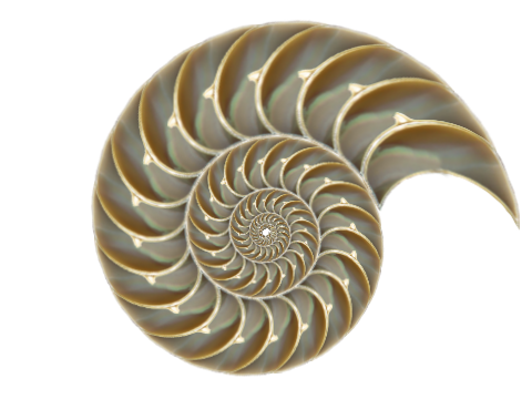 15 nautilus